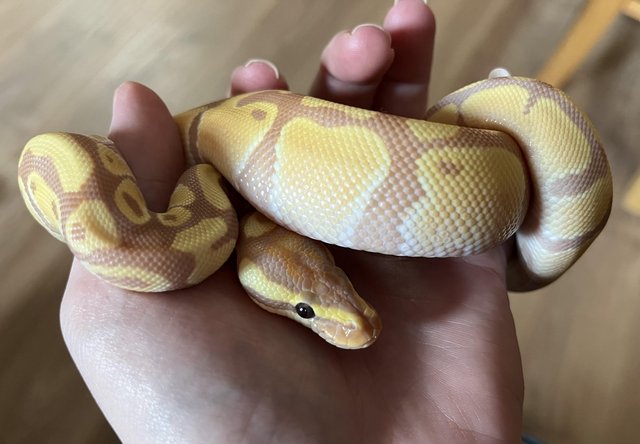 Preview of the first image of CB22 Male Banana het Clown Royal Python.