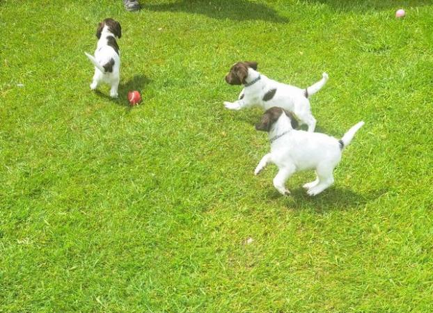 Image 5 of sprocker for sale from loving home