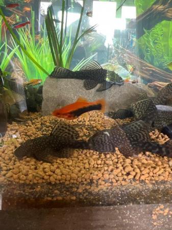Image 5 of Pleco Bristlenose for sale males, females, young