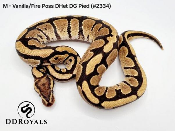 Image 15 of Royal Pythons: Pieds, Desert Ghosts. ADULTS AND HATCHLINGS