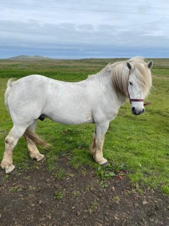Image 1 of Registered Highland Stallion for sale