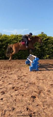 Image 1 of 15.3hh chestnut mare, 16 years