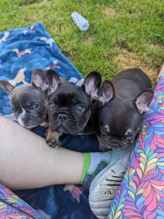 Image 3 of Confident French Bulldog Puppies Ready To Leave 5th June