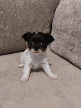 Image 5 of Chihuahua pups AVAILABLE