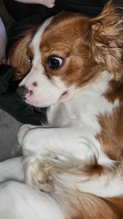 Image 4 of One year old male cavalier needing forever loving home