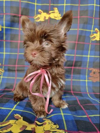 Image 5 of Colourful Yorkshire Terrier puppies for sale