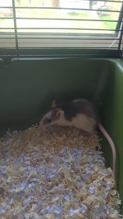 Image 6 of 14 week old baby female rats for sale