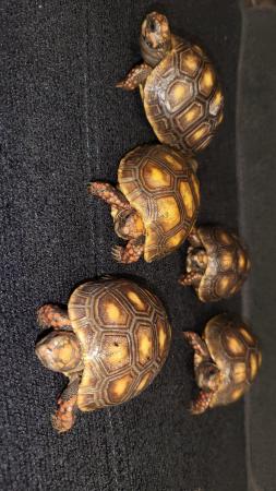 Image 2 of REDFOOT TORTOISE BABIES FOR SALE