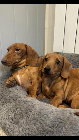 Image 17 of Ready Now! KC Reg Miniature Dachshund Smooth Haired