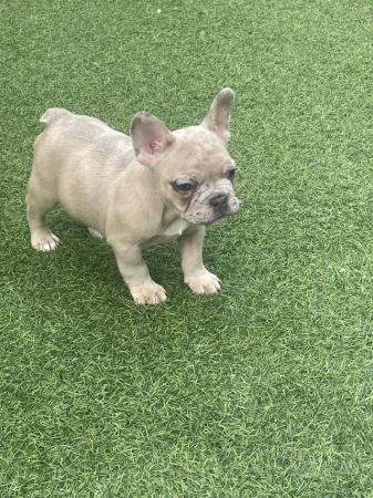 Image 5 of 6 week old french bulldog puppies for sale
