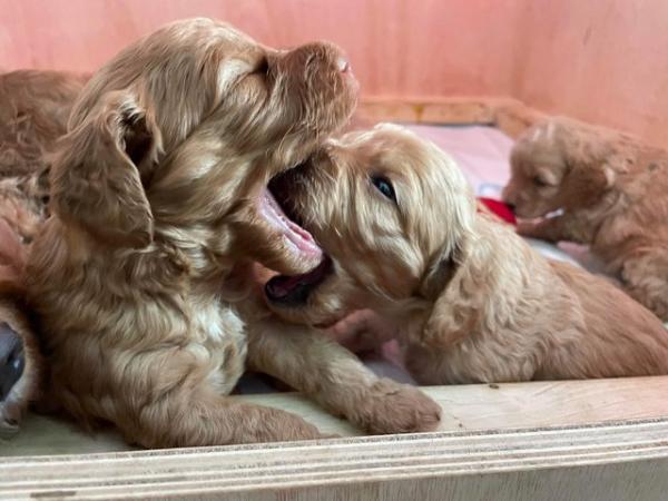 Image 5 of Beautiful F2 Cockapoo puppies