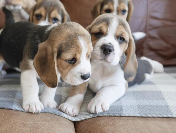 Image 6 of Beautiful Health Tested Beagle Puppies