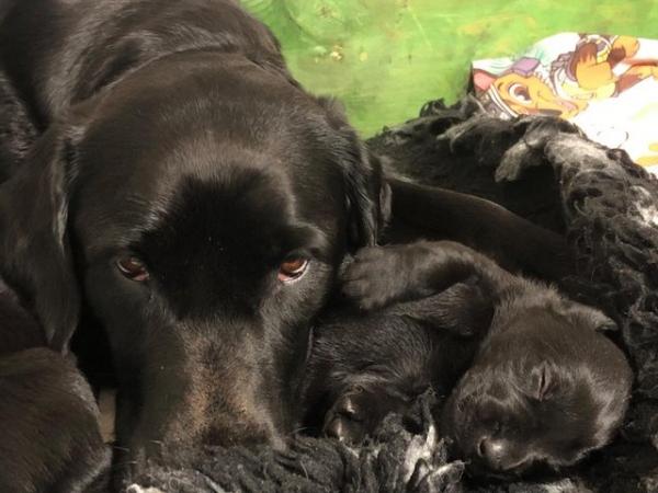 Image 7 of 6 weeks old black Labrador puppies