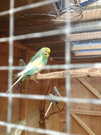 Image 4 of Various Birds (Parakeets/finches/canaries) for sale