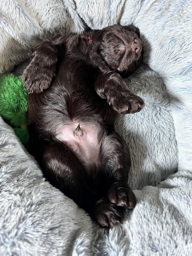 Preview of the first image of Stunning cocker spaniel puppies.