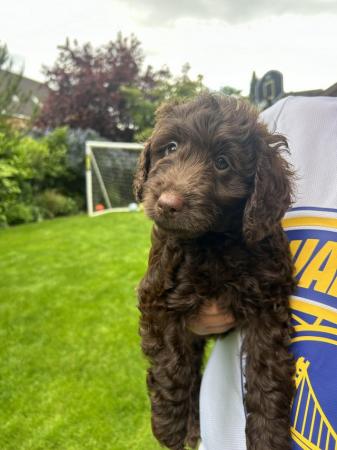 Image 1 of Cockapoo Puppies READY NOW