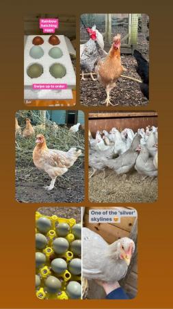 Image 9 of Hatching/fertile bantam and large fowl eggs
