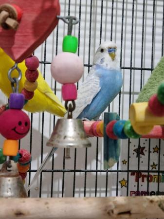Image 2 of 2 Budgies (male & female) sold as a Pair with Cage