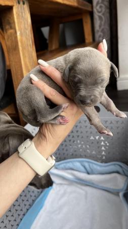Image 12 of Stunning full pedigree KC registered blue whippet puppies