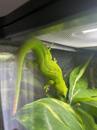 Image 2 of Giant day gecko(Phelsuma Grandis)for sale