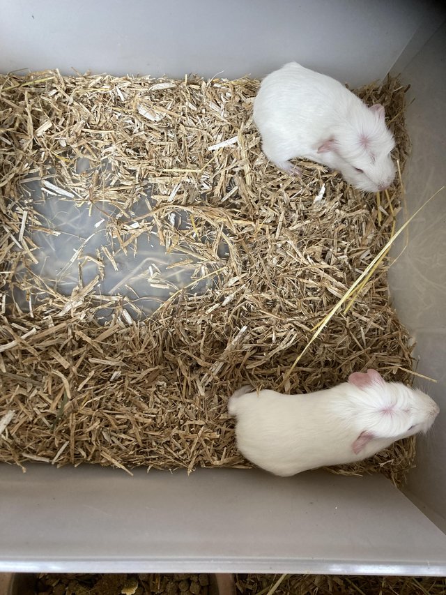 Preview of the first image of For Sale Baby Guinea Pigs.