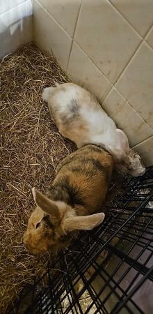 Image 5 of 3 rabbits for sale with or without cages