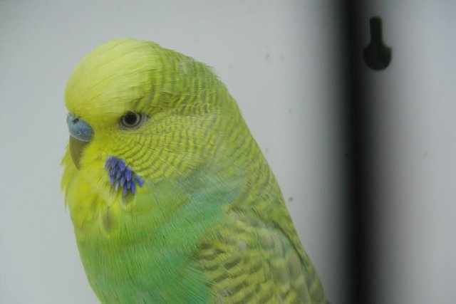 Image 3 of Exhibition Type Budgies Adult Males