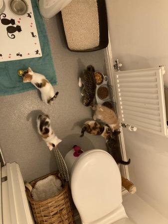Image 11 of 6x kittens for sale ready to leave start July