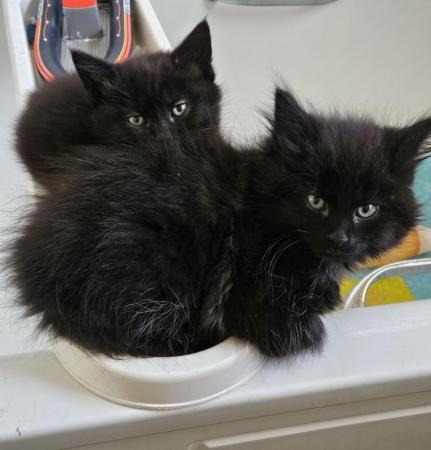 Image 10 of Beautiful black fluffy part maincoon kittens