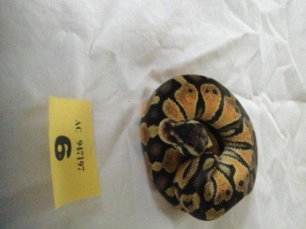 Image 1 of Pastel Mojave het ghost baby ball python