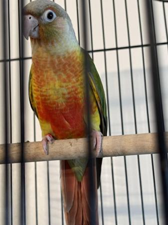 Image 2 of Beautiful younger female conure