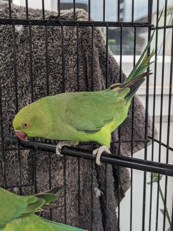 Image 3 of Indian Ringneck beautiful female parrot ! available for Sale