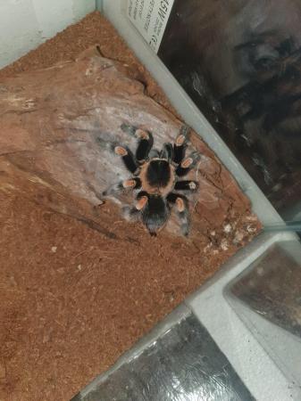 Image 3 of Mexican Red Knee (Brachypelma)