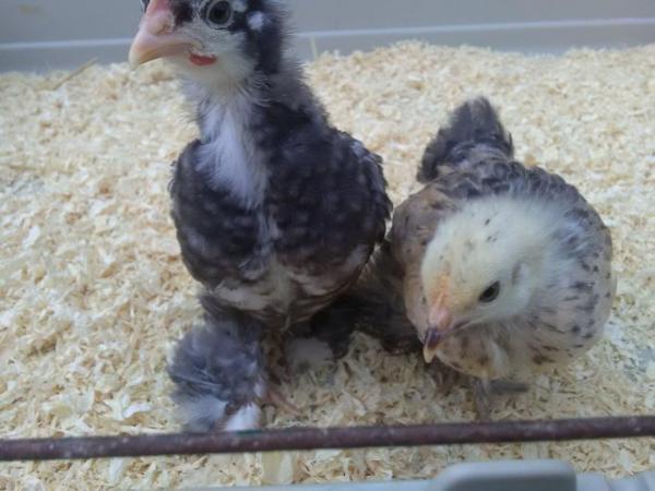 Image 3 of A Pair of Pure Bred Pekin Bantam Chicks 7 weeks old
