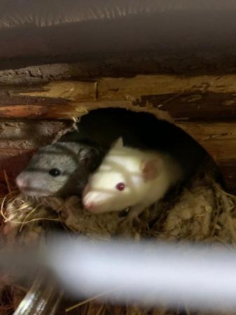 Image 2 of Rats available for sale, male and female
