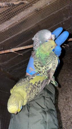 Image 5 of Baby budgies for sale lovely colours