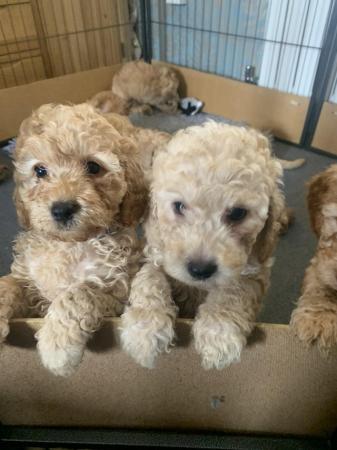 Image 6 of F2b cockapoo puppies ready to leave