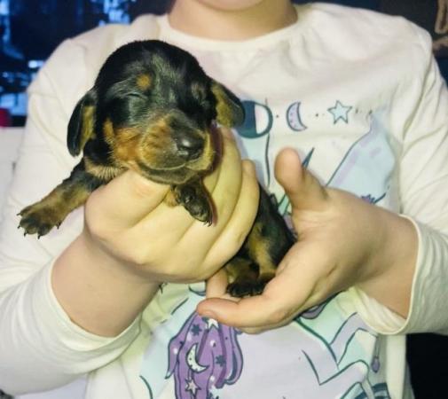 Image 9 of Miniature dachshund puppy’s