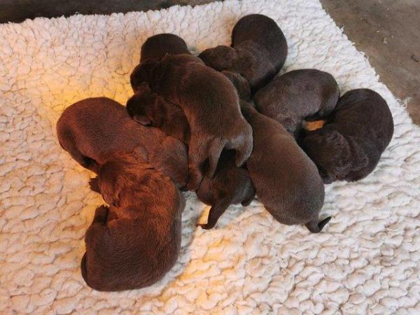 Image 4 of Chocolate Labrador puppies - Excellent pedigrees