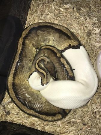 Image 2 of Female ball pythons available