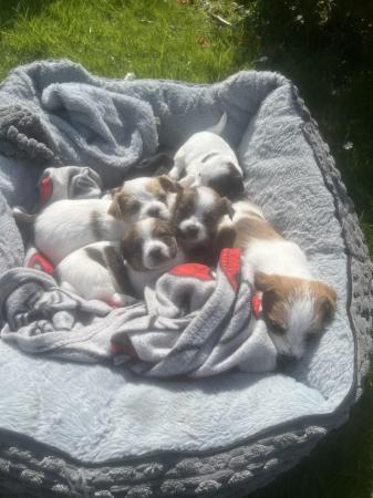 Image 3 of 4 weeks 6 days old . Jack-shitzu puppies . 3 girls 2 boys