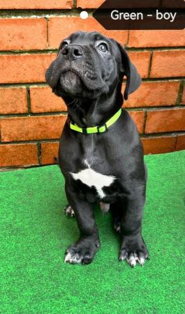 Image 18 of Cane Corso pups from multi champ bloodline