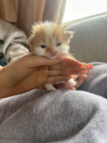 beautiful long haired ginger kittens. For Sale in Irthlingborough