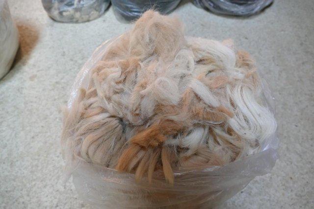 Image 2 of Alpaca fleece for sale - stuffing, felting from £8.50 per kg