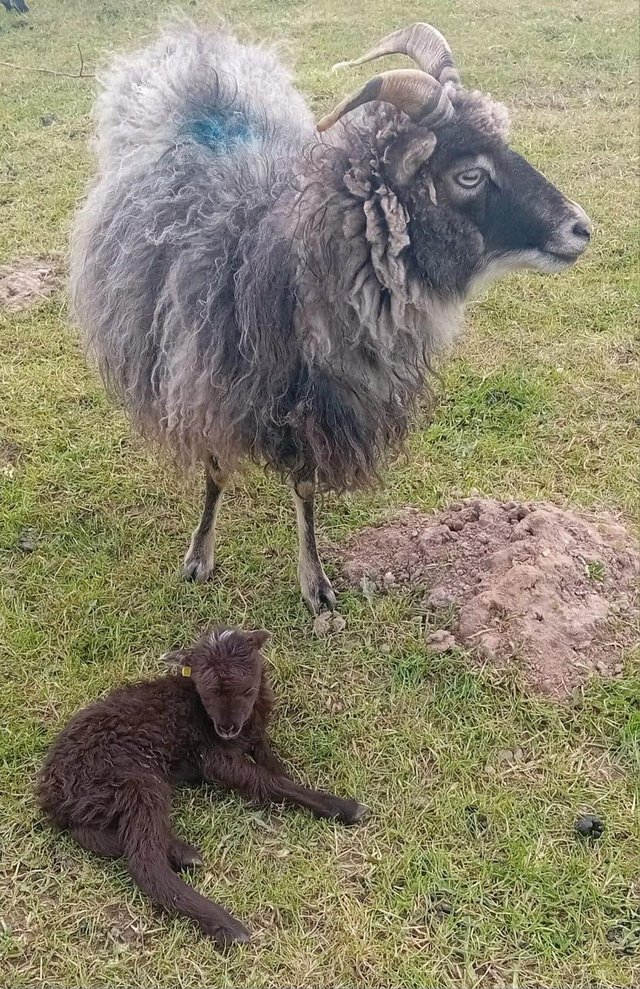 Preview of the first image of Rare Breed North Ronaldsay ewes with lambs at foot.