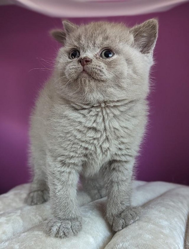 Preview of the first image of Pedigree British Shorthair Kittens.