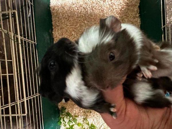 Image 6 of Beautiful baby Guineapigs boys and girls Uckfield