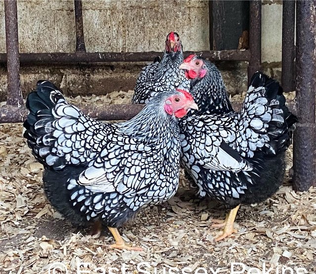 Preview of the first image of SILVER LACED WYANDOTTE BANTAMS - CHICKS HATCHING NOW.