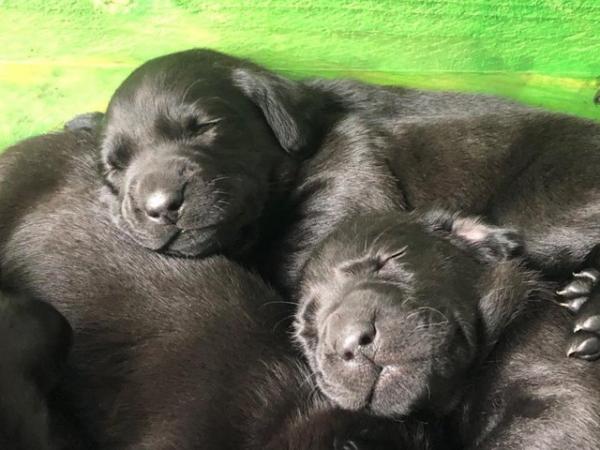 Image 9 of 6 weeks old black Labrador puppies
