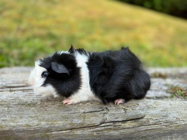 Image 12 of Guinea pigs male and female for sale. Sheffield.